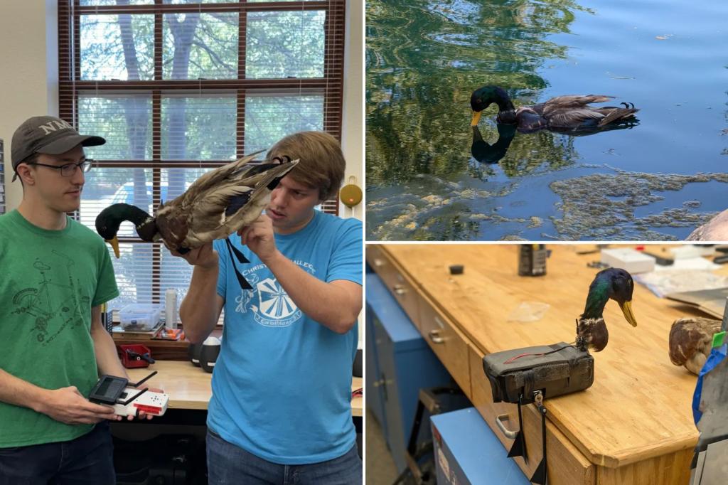 Researchers create zombie duck drones to monitor wildlife