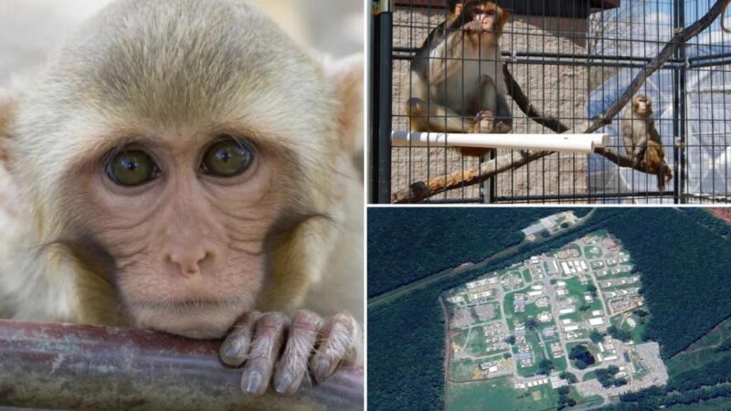 South Carolina monkey recovered from Alpha Genesis lab, 42 others remain on the run after escape