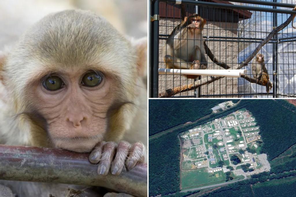 South Carolina monkey recovered from Alpha Genesis lab, 42 others remain on the run after escape