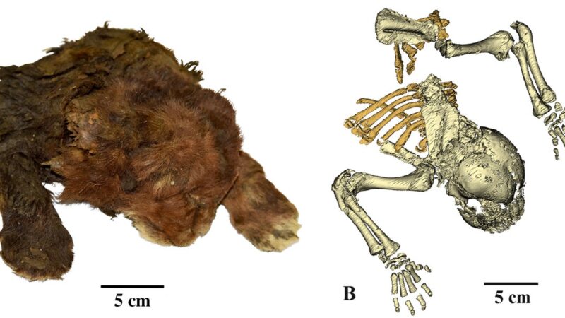 The mummy of a three-week-old saber-toothed cub stayed well-preserved over 35,000 years thanks to its frozen condition