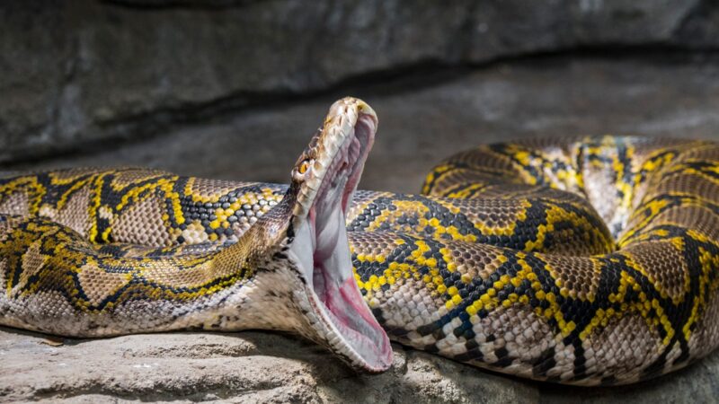 The reticulated python holds the record for the longest snake in the world