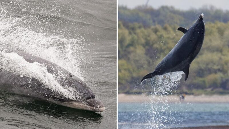 Lonely dolphin has ‘highly vocal’ conversations — with himself, surprised researchers say