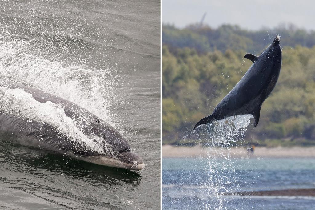 Lonely dolphin has ‘highly vocal’ conversations — with himself, surprised researchers say