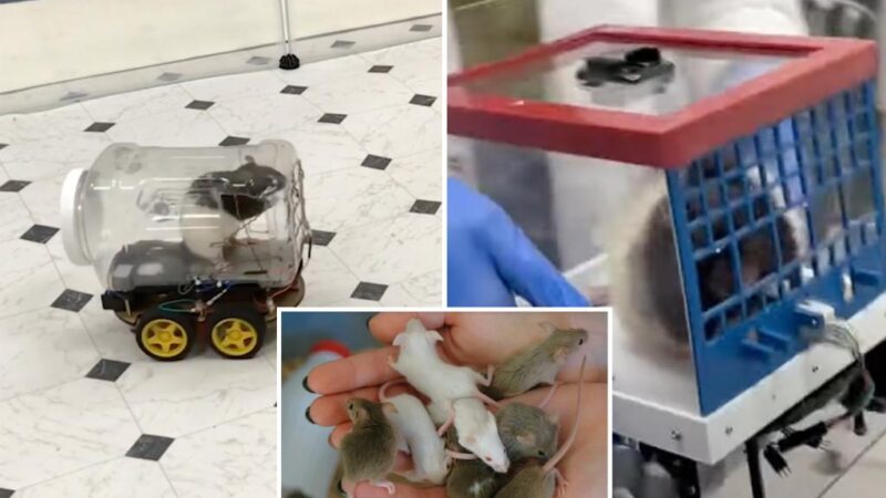 Scientists teaching rats how to drive discover that the rodents have a need for speed