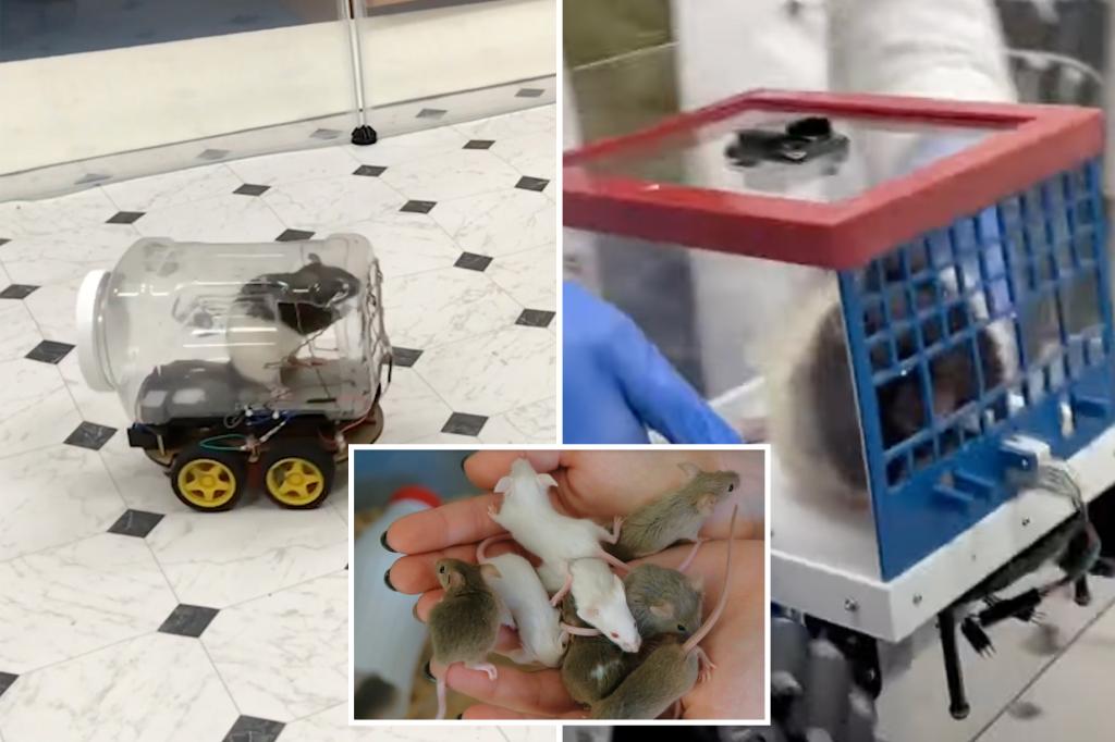 Scientists teaching rats how to drive discover that the rodents have a need for speed