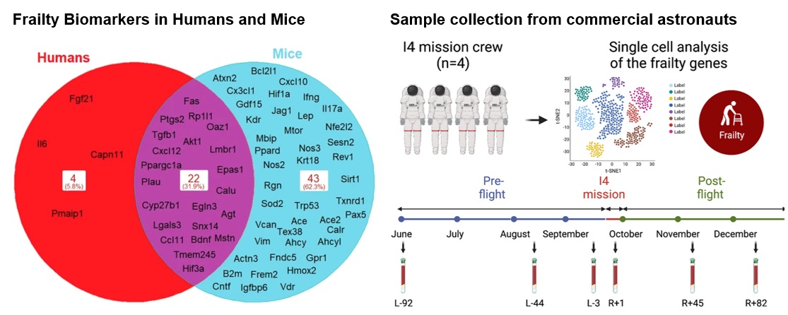 Aging and Fragility Biomarkers are Altered by Spaceflight