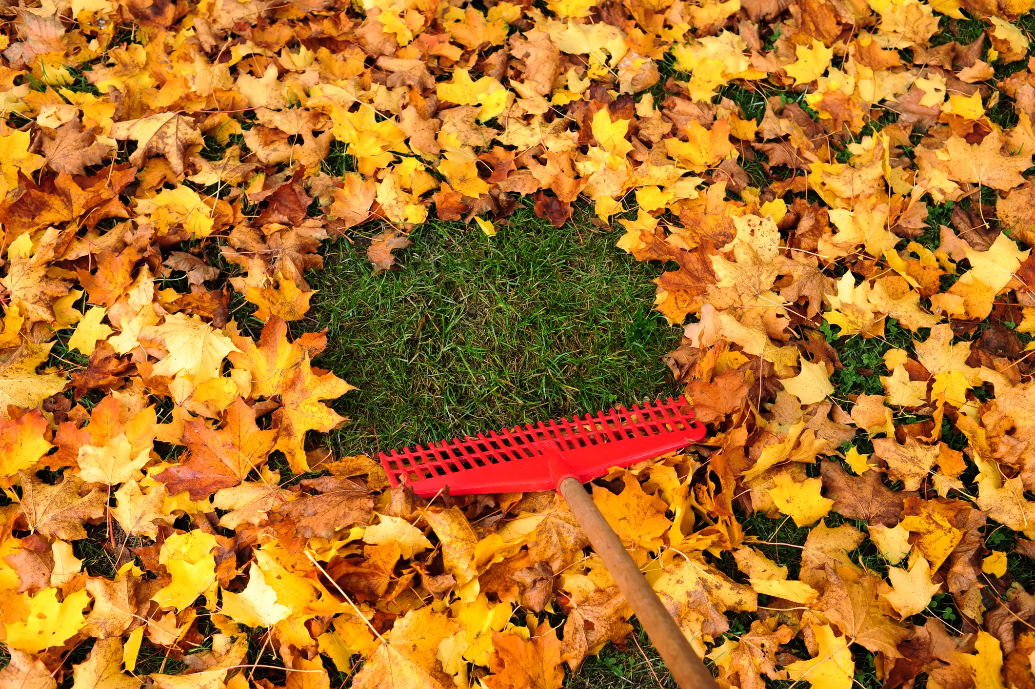 10 essential items for fall lawn care to keep your yard leaf-free