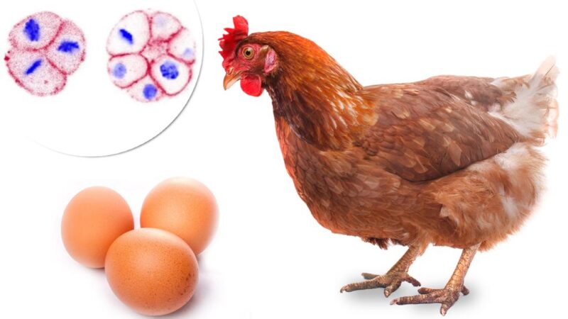 Scientists solve age-old question of which came first — chicken or egg