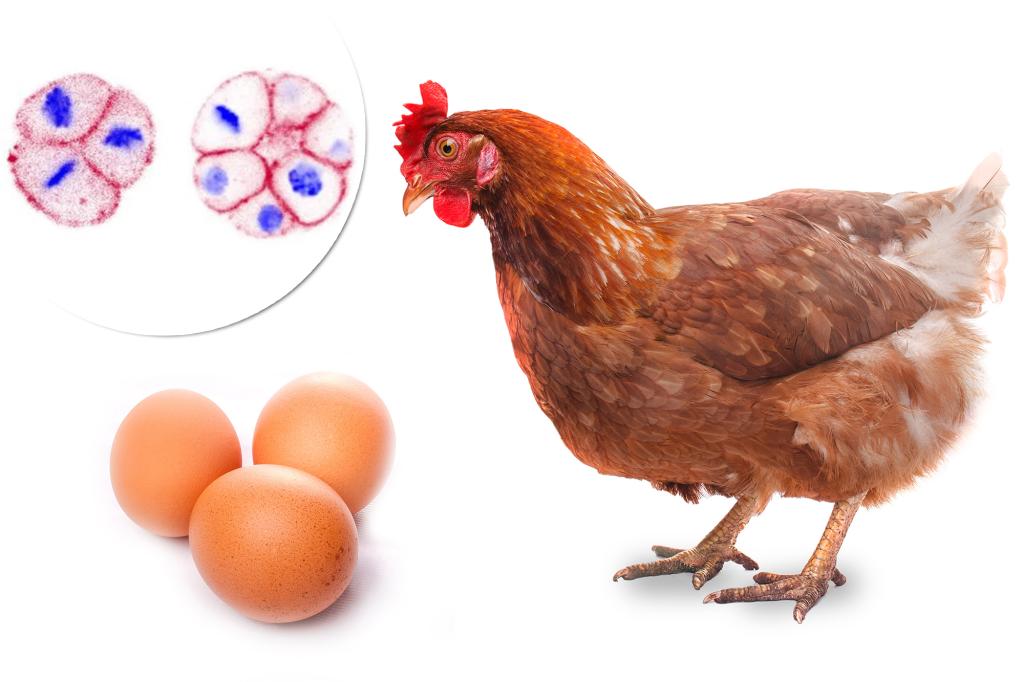 Scientists solve age-old question of which came first — chicken or egg