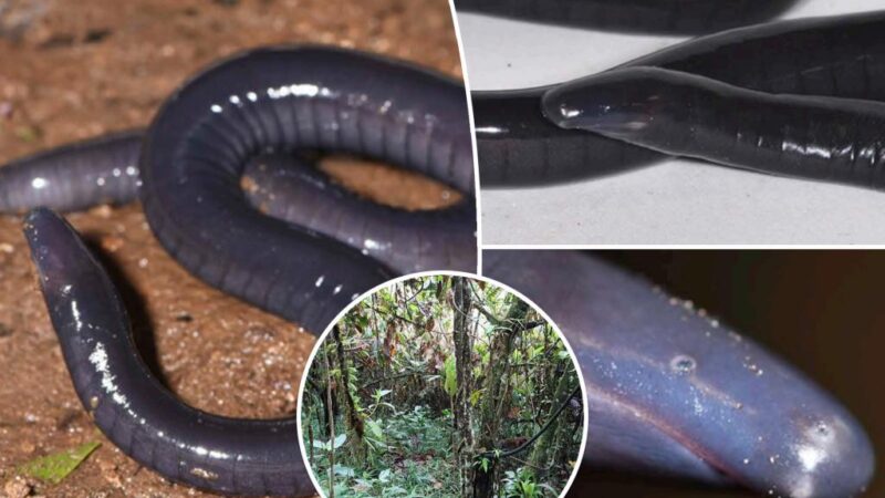 ‘Very unusual’ worm-like creature discovered in rainforest