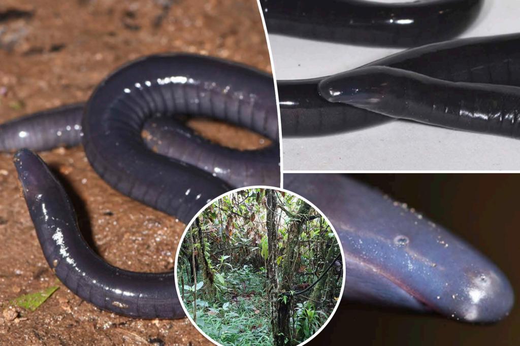 ‘Very unusual’ worm-like creature discovered in rainforest