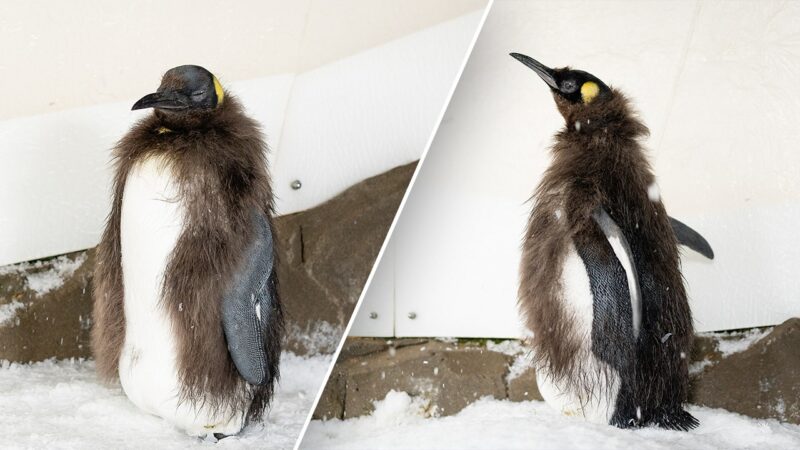 Social media sensation Pesto the penguin chick begins molting baby feathers, enters ‘awkward teen’ phase