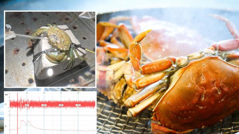 Crabs can feel pain when boiled for food prep: study