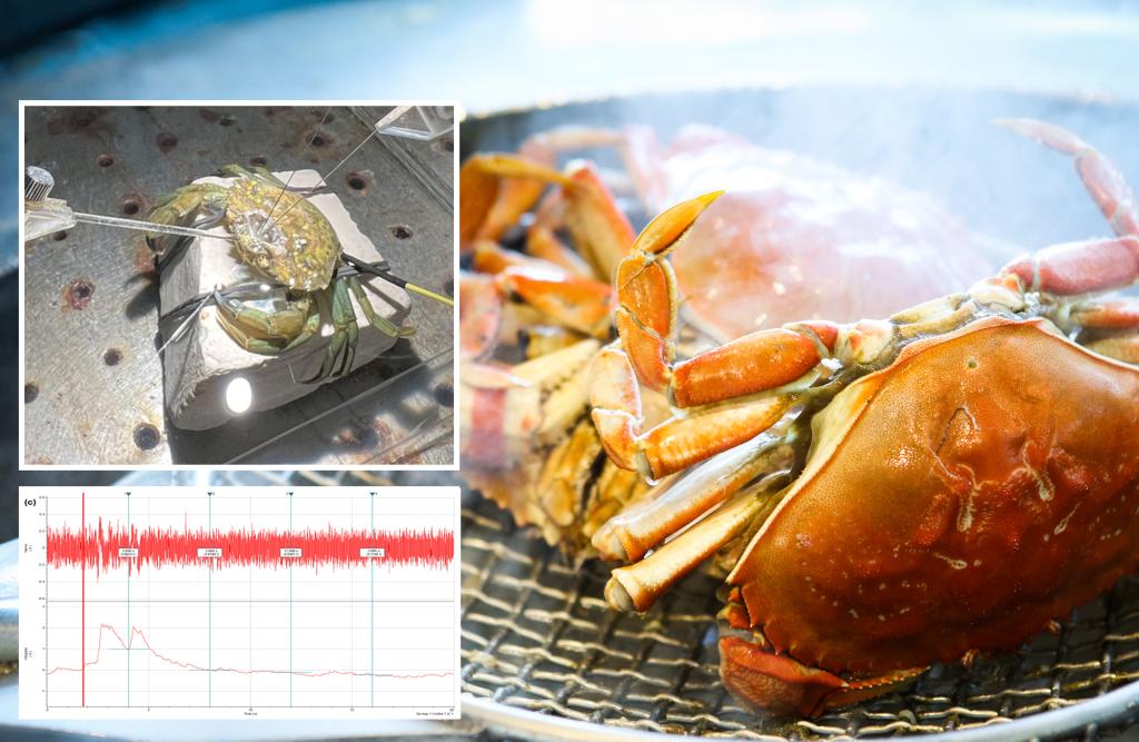 Crabs can feel pain when boiled for food prep: study