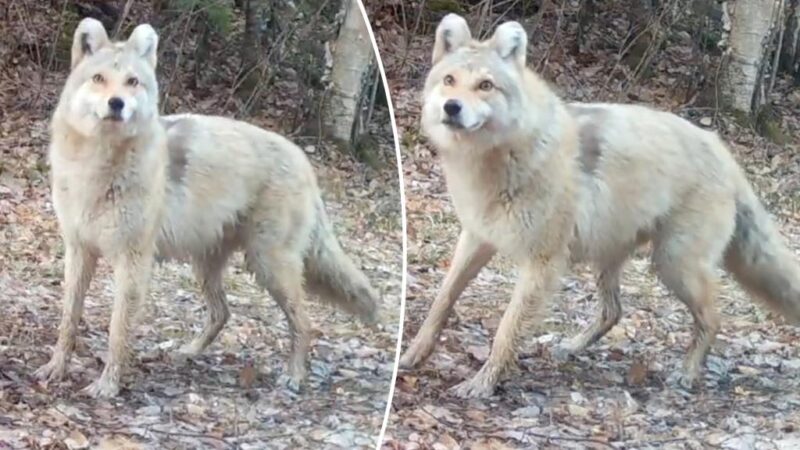 Mysterious ‘woyote dog’ caught on camera — experts are puzzled