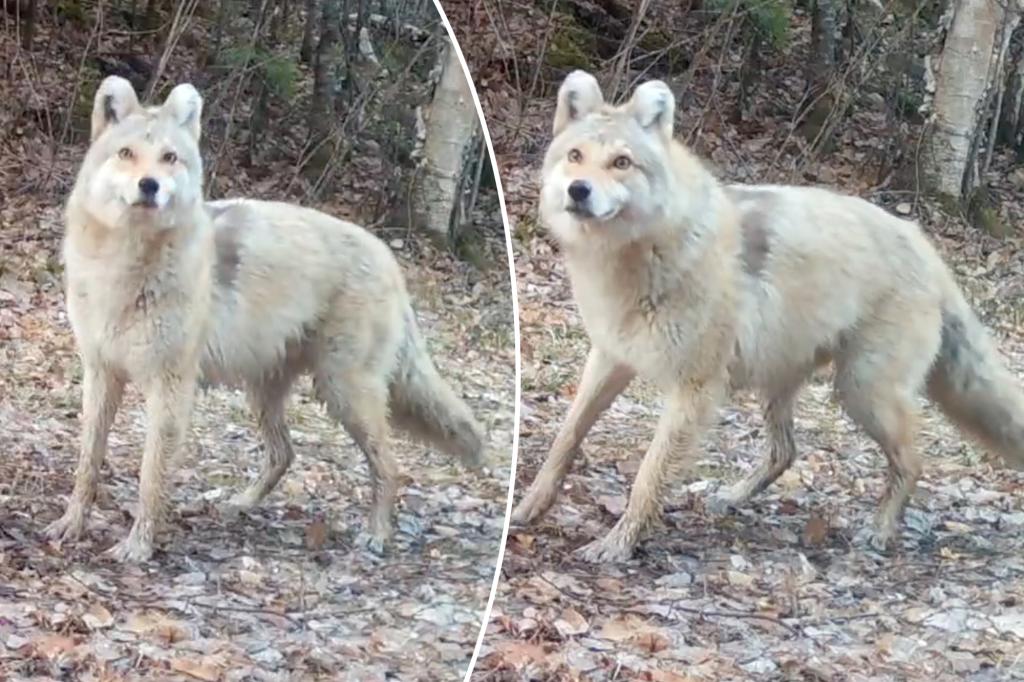 Mysterious ‘woyote dog’ caught on camera — experts are puzzled