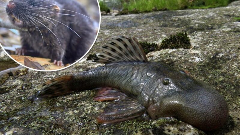 ‘Blob-headed’ fish among 27 new species discovered in Peru