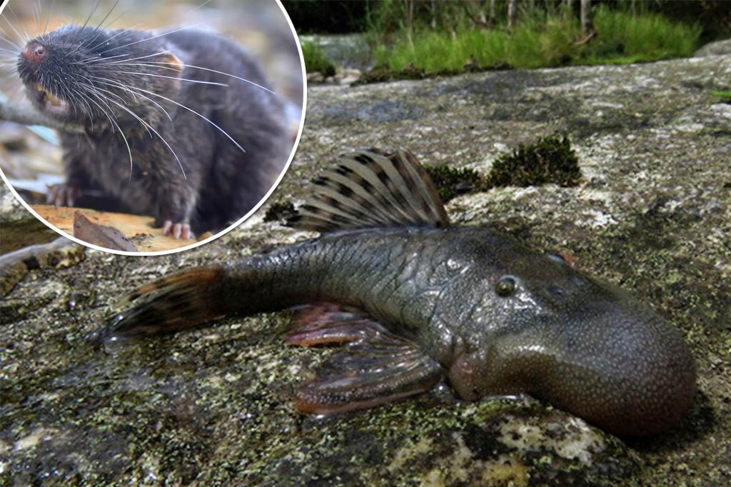 ‘Blob-headed’ fish among 27 new species discovered in Peru