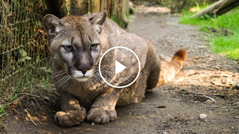 Bird Flu Kills 20 Big Cats at Washington Sanctuary