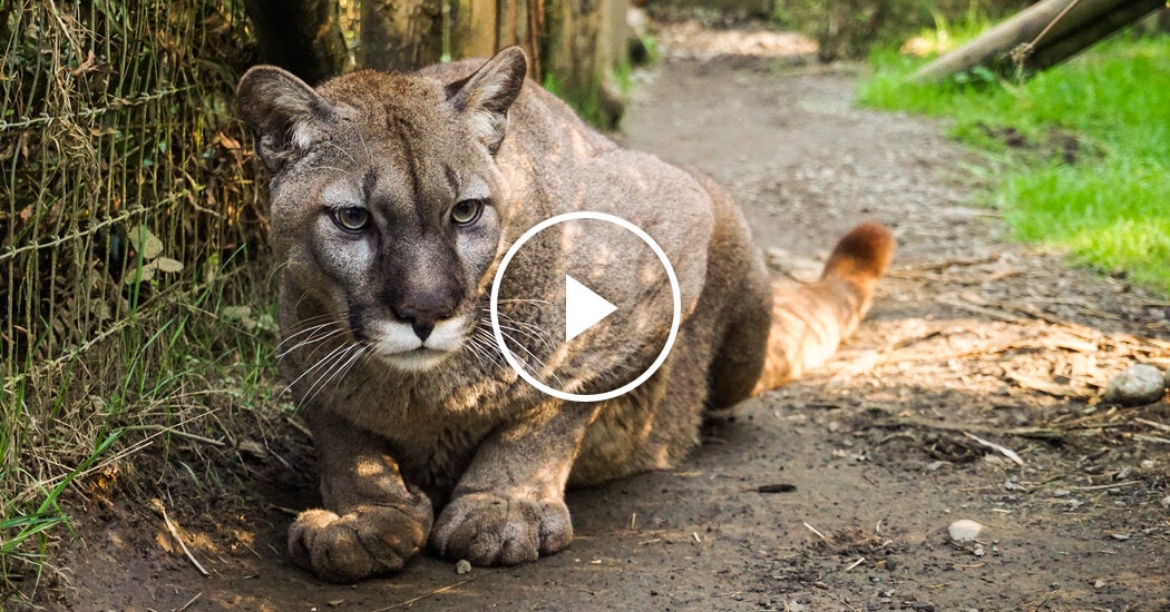 Bird Flu Kills 20 Big Cats at Washington Sanctuary