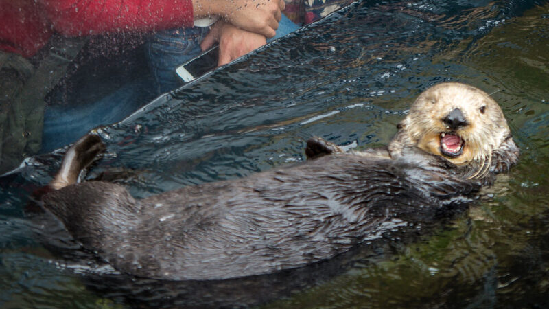 Rosa, the Orphaned Sea Otter Who Became a Foster Mom to 15 Pups