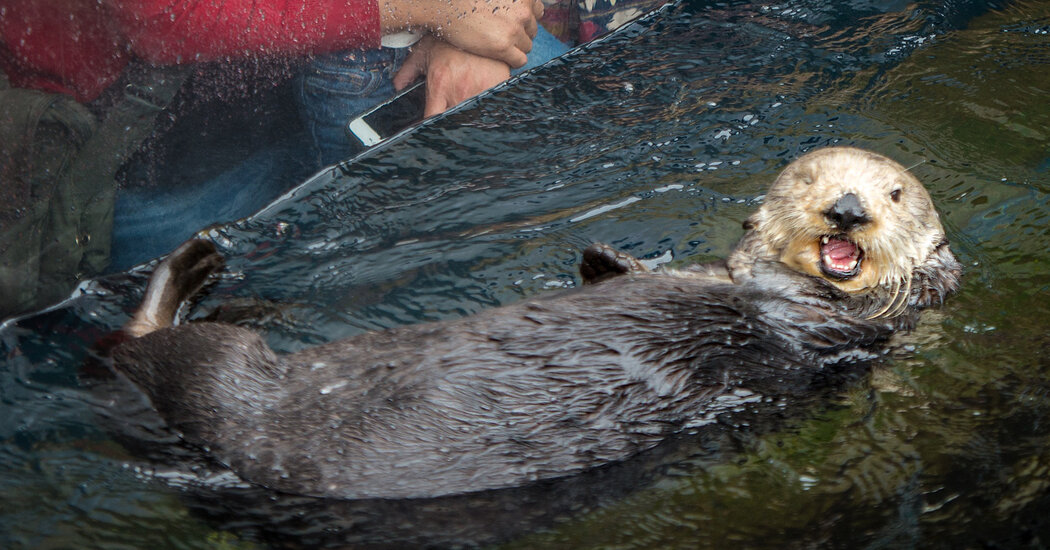 Rosa, the Orphaned Sea Otter Who Became a Foster Mom to 15 Pups