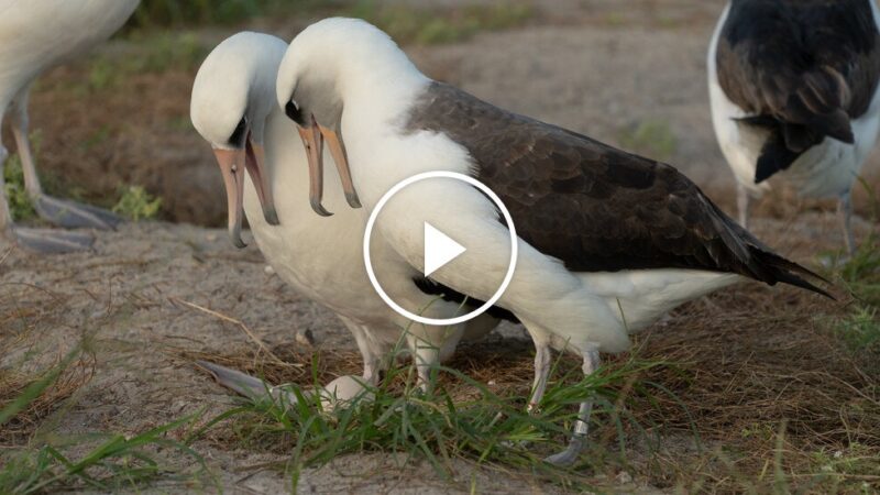 Motherhood at 74: World’s Oldest Known Wild Bird Lays Egg