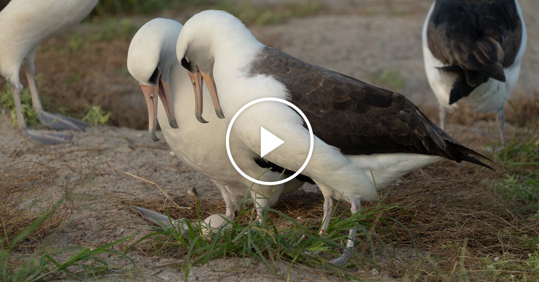 Motherhood at 74: World’s Oldest Known Wild Bird Lays Egg