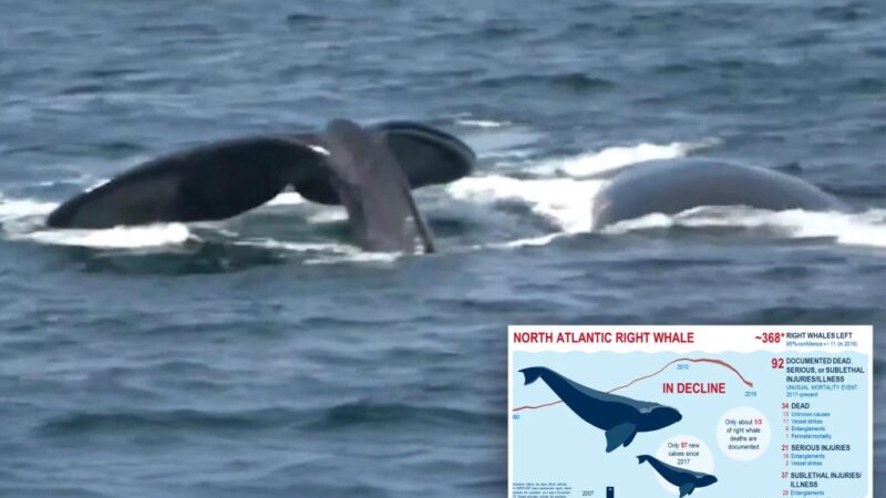 2 entangled right whales spotted off coast of Massachusetts