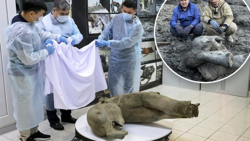 50,000-year-old baby mammoth discovered in ‘exceptional’ find: ‘Remarkably well preserved’