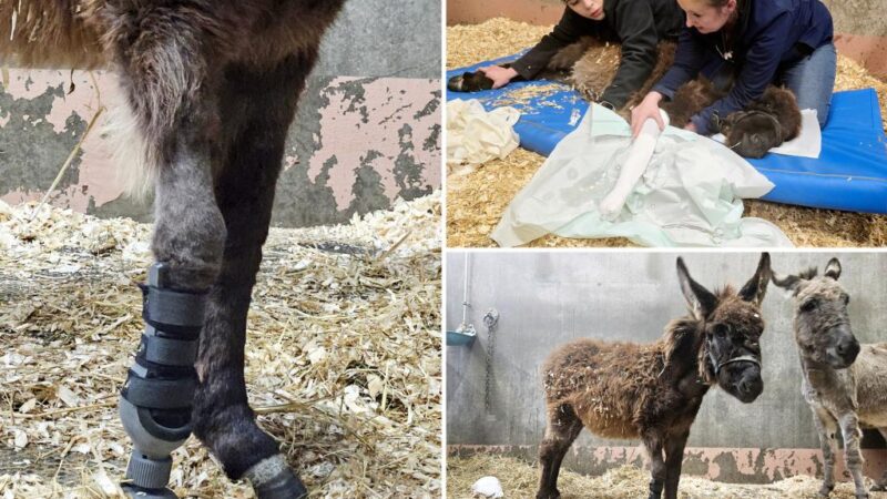 Donkey named Wonder gets new prosthetic leg for Christmas