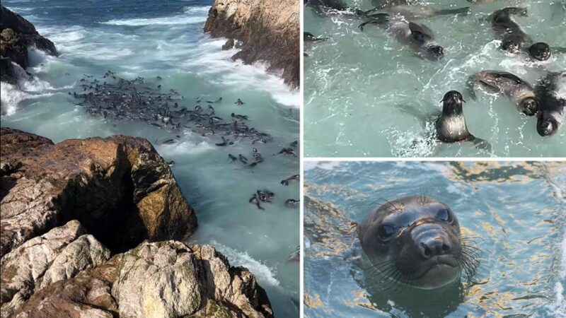 More than 400 fur seal pups spotted off San Francisco coast