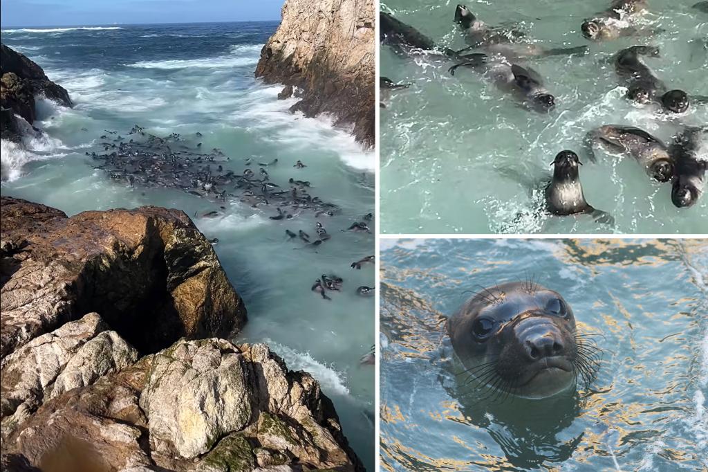 More than 400 fur seal pups spotted off San Francisco coast