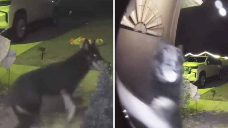 Missing dog rings Florida family’s doorbell on Christmas Eve