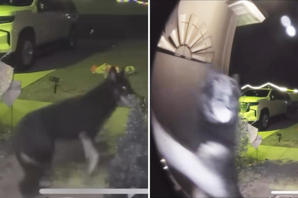 Missing dog rings Florida family’s doorbell on Christmas Eve