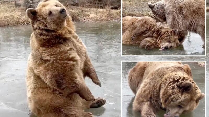 Brown bears seen pouncing, rolling on frozen pond in New York