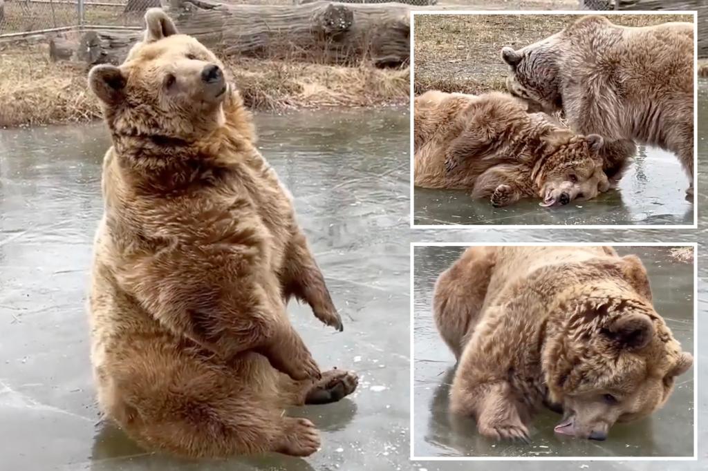 Brown bears seen pouncing, rolling on frozen pond in New York