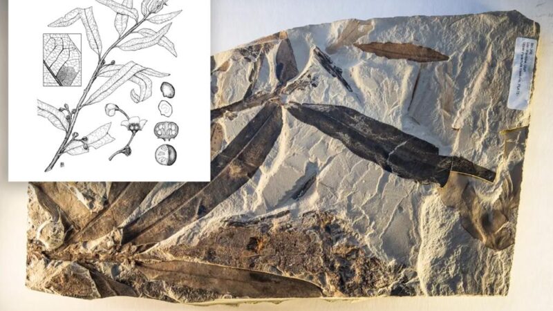 ‘Alien plant’ fossil unearthed near abandoned Utah town not related to any identified living or extinct species