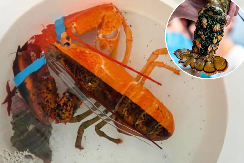 Extremely rare, split-colored lobster discovered in Maine grocery store