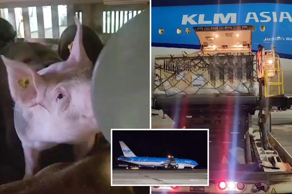 Foul stench of 100 pigs in cargo causes KLM flight to make emergency landing in Bermuda