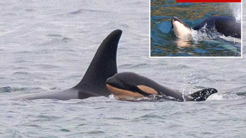 Killer whale mom who carried her dead baby for 17 days gives birth to new calf