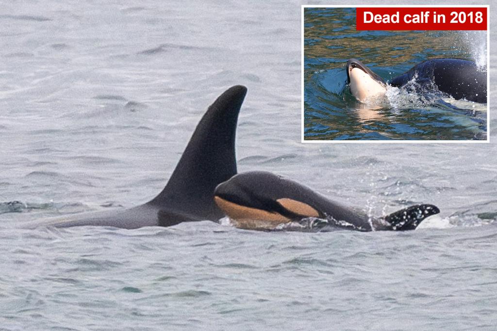 Killer whale mom who carried her dead baby for 17 days gives birth to new calf