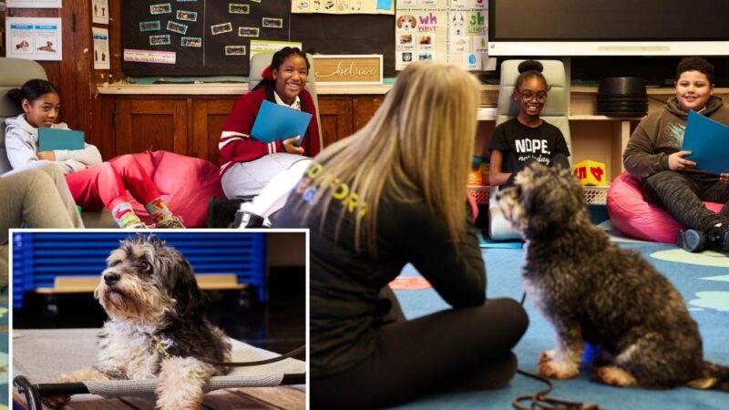 NYC’s ‘Comfort Dog Program’ helps students boost confidence