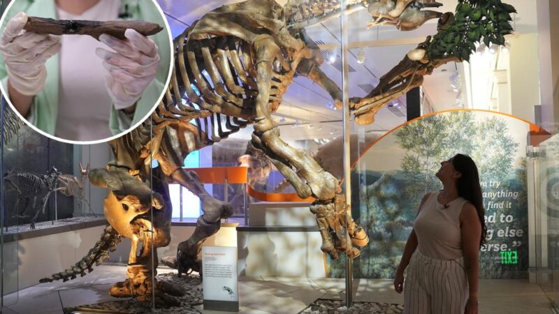 Prehistoric American peoples coexisted with giant sloths and mastodons, new evidence suggests