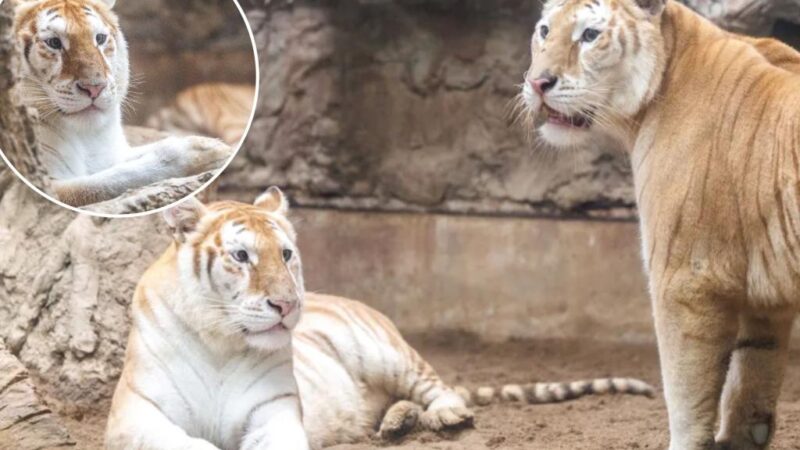 Rare tigresses at Thailand zoo become social media stars