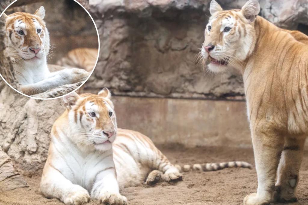 Rare tigresses at Thailand zoo become social media stars