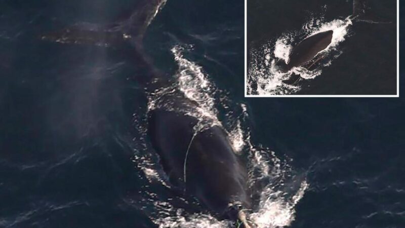 Third endangered whale snared in fishing gear spotted off East Coast in one week