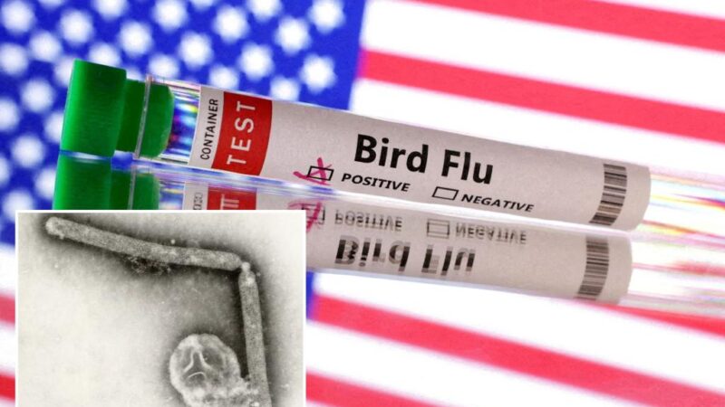 US CDC bird flu research finds mutations in first severe human case