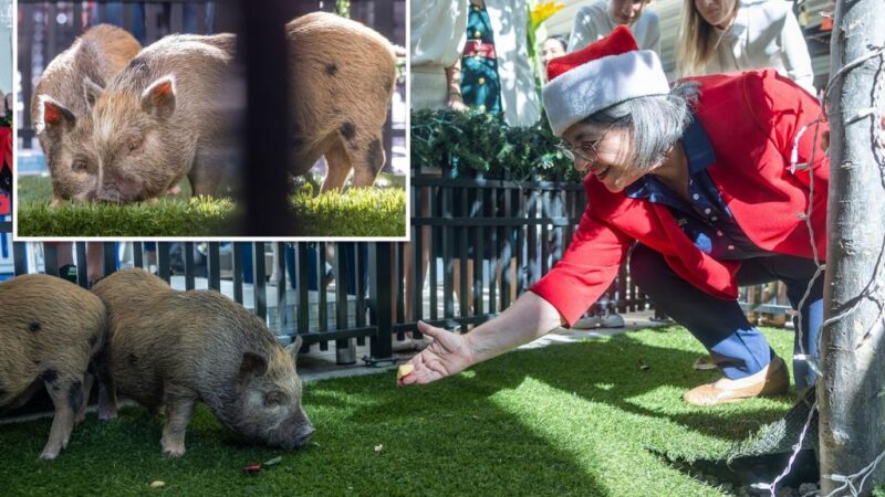 ‘Wicked’ baby pigs get Christmas pardon from Florida mayor in a Cuban twist on White House turkey tradition