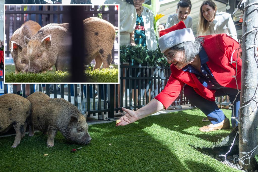 ‘Wicked’ baby pigs get Christmas pardon from Florida mayor in a Cuban twist on White House turkey tradition